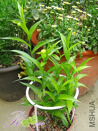 ���ưٺ� 11.jpg