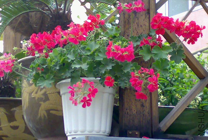 20070530553a.jpg