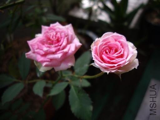 ro03.jpg