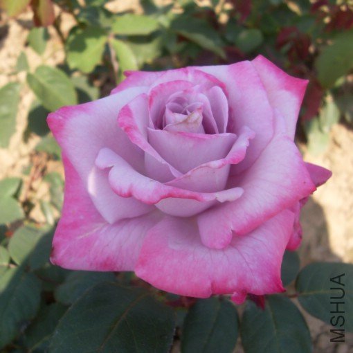 SDC10385.JPG