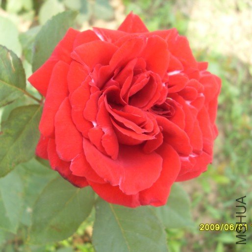 SDC10536.JPG