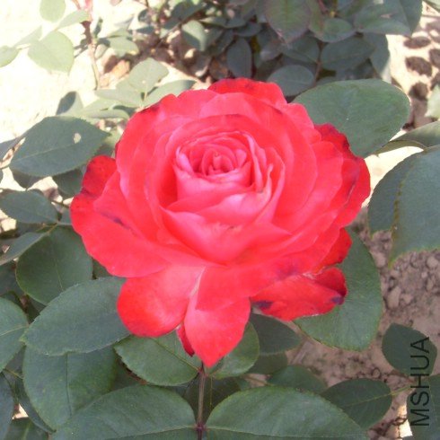 SDC10384.JPG