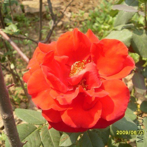 SDC10538.JPG