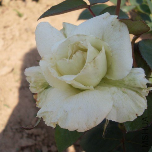 SDC10383.JPG