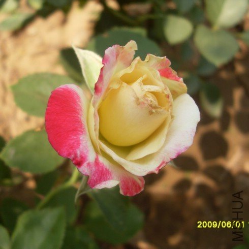 SDC10539.JPG