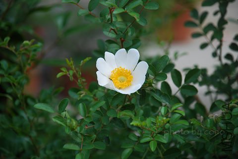 nEO_IMG_DSC_0053.jpg