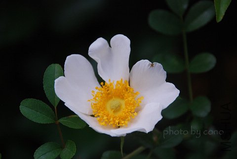 nEO_IMG_DSC_0040.jpg