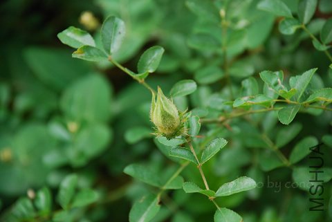 nEO_IMG_DSC_0043.jpg