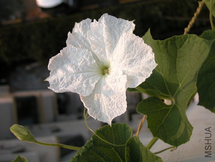 DSCN0067.jpg