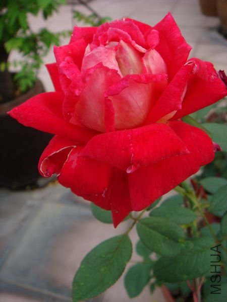 DSC09357.JPG