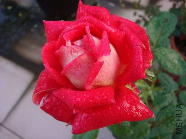 DSC09331.JPG