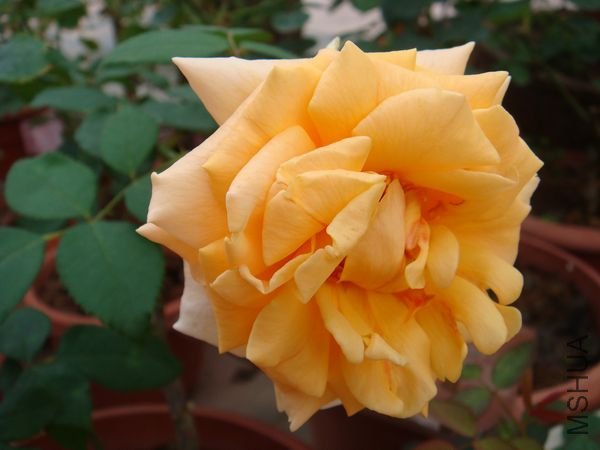 DSC09369.JPG