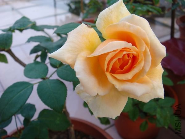 DSC09345.JPG