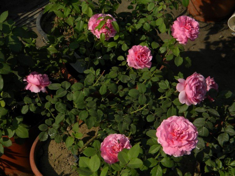 Princess Alexandra of Kent_9.JPG