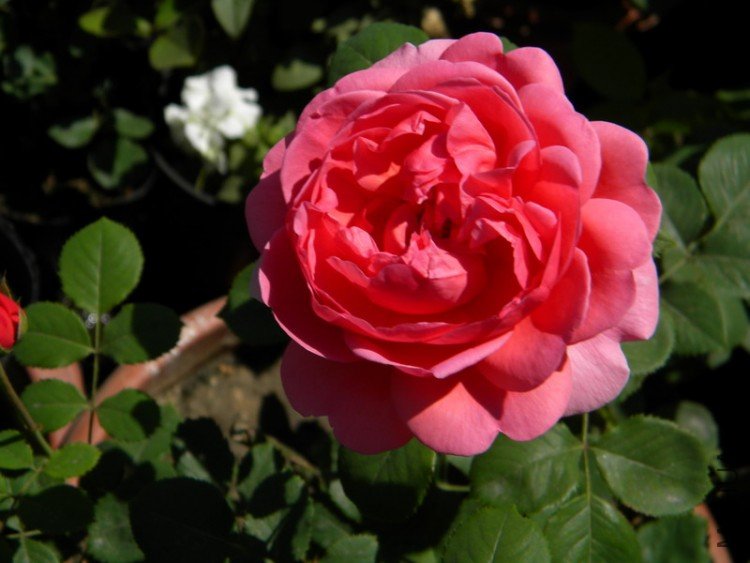 Princess Alexandra of Kent_2.JPG