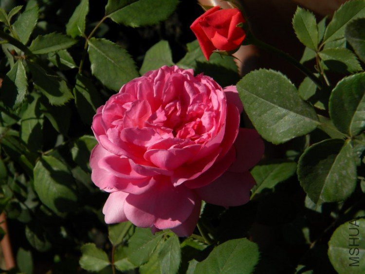 Princess Alexandra of Kent_6.JPG