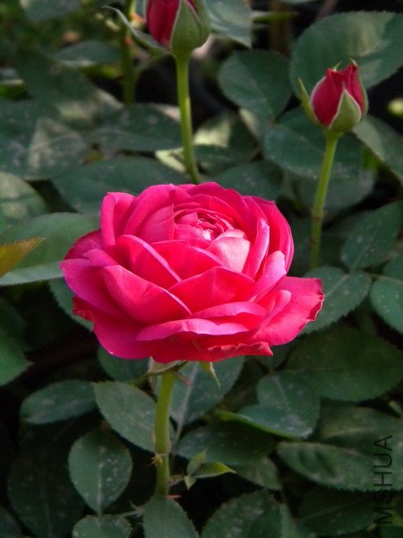 DSCN1025_��С��С.jpg