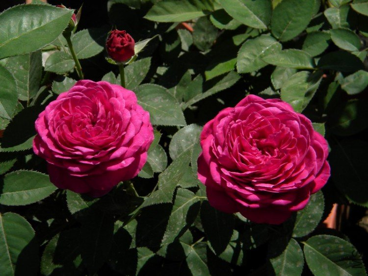 DSCN1053_��С��С.JPG