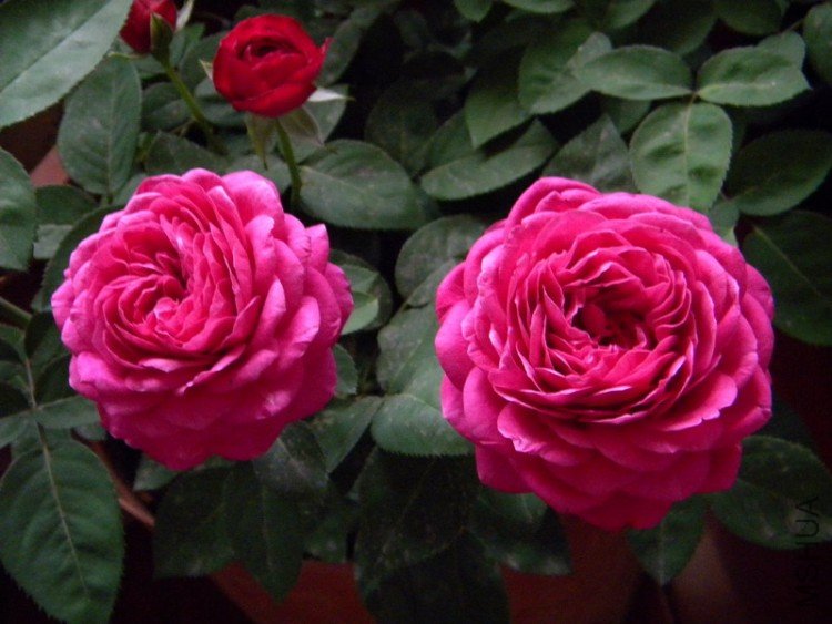 DSCN1122_��С��С.JPG