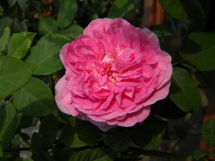 Gertrude Jekyll.JPG