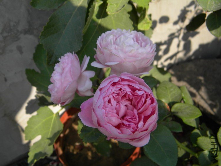 Charles Rennie Mackintosh_4.JPG
