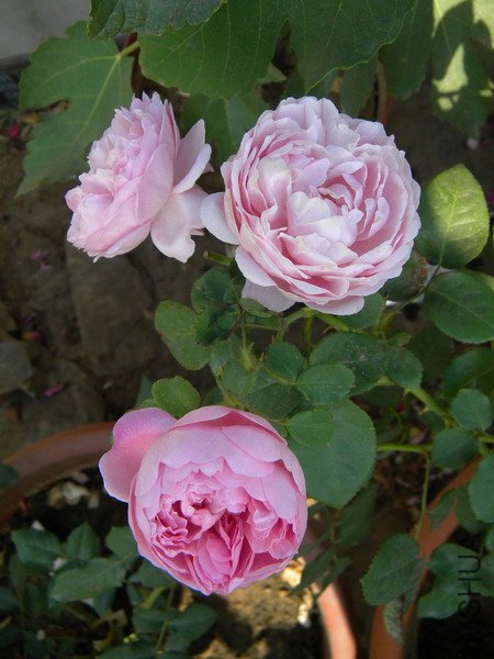Charles Rennie Mackintosh_2.jpg