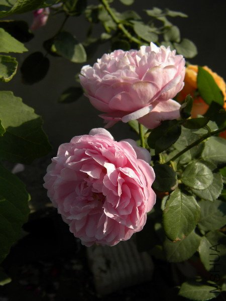 Charles Rennie Mackintosh_1.jpg