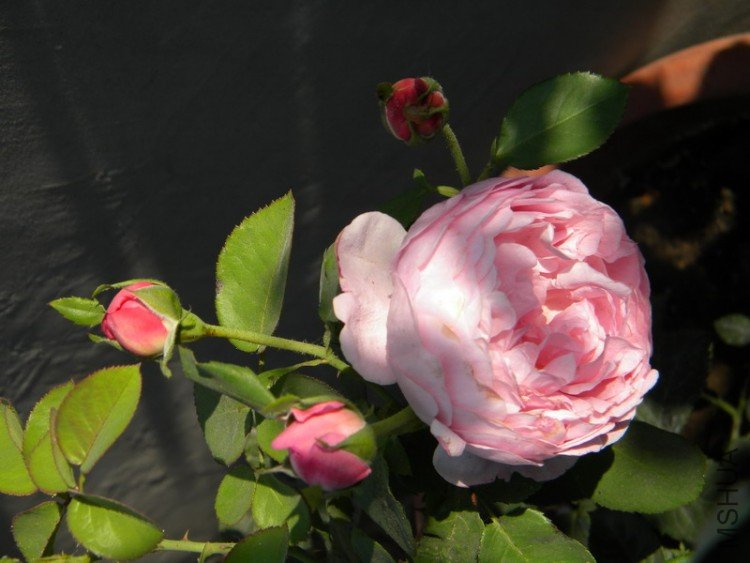 Charles Rennie Mackintosh_3.JPG