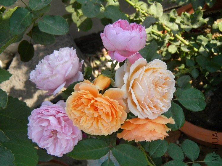 DSCN1177_��С��С.jpg