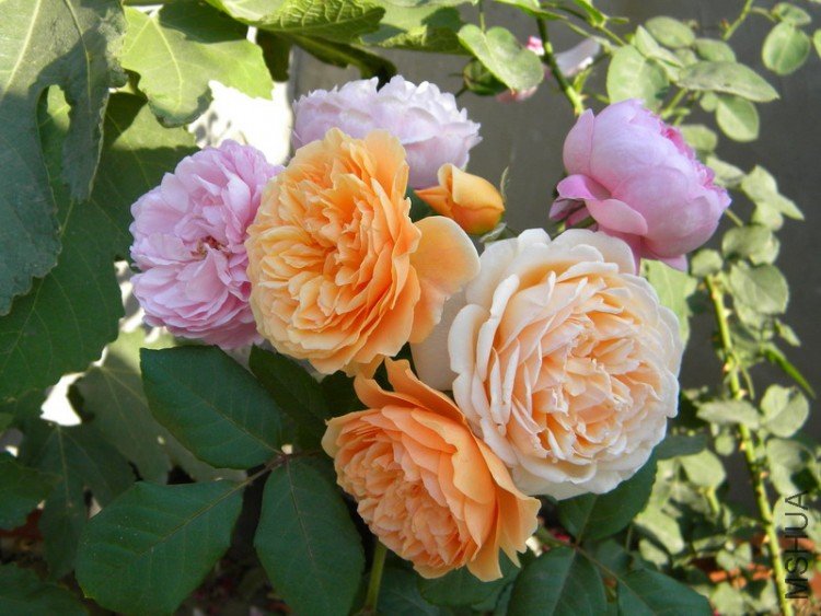 DSCN1160_��С��С.JPG