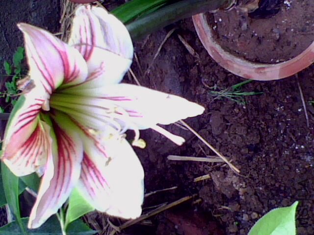 IMG0053A.jpg