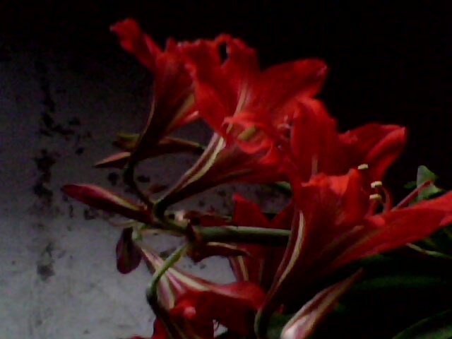 IMG0051A.jpg