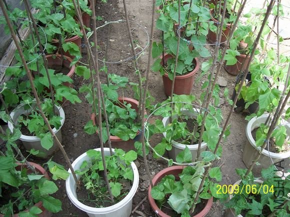 ���մ�� 100.jpg