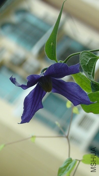 ����Ҳϲ����