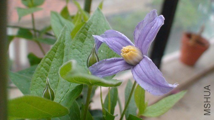 6-3�գ����죬����������ĵ������������˵ڶ��仨����