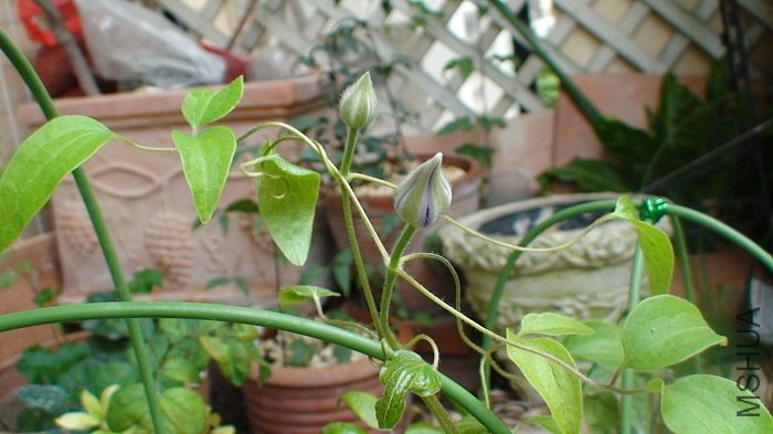 ���죬6-3�գ��������������죡