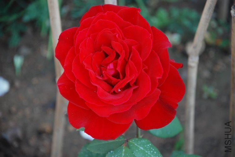 DSC_7492.JPG