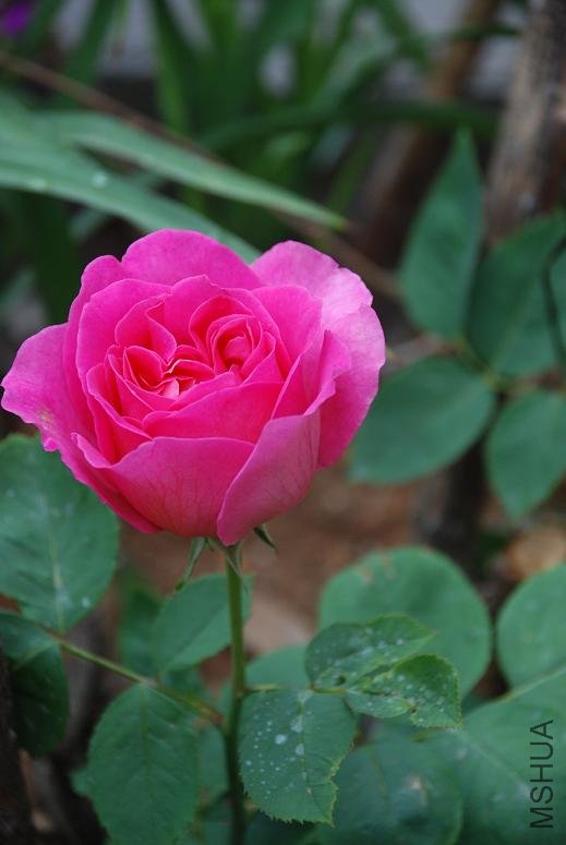 DSC_7575.JPG
