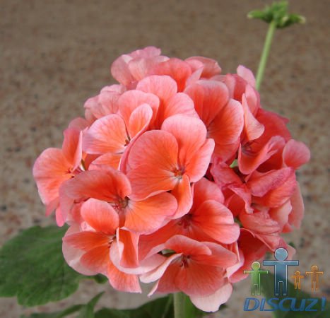 ���ÿ��������裬��������������