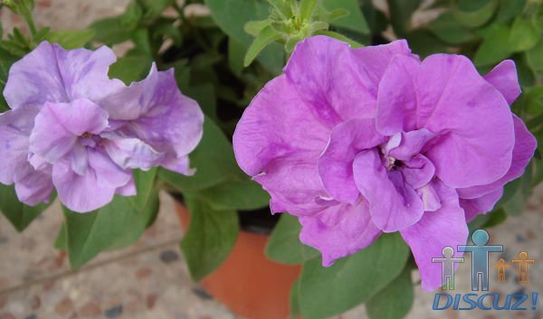 ֻ�������֣���������װ��