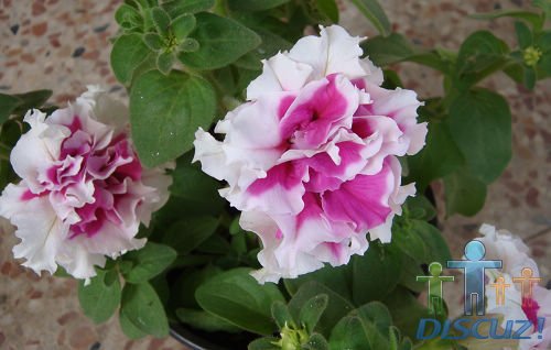 ��ǣţҲ���ˣ��Եĳ٣��뿴����û��ôժ�ģ������࣬����������������