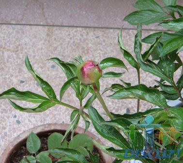 DSC00829.JPG