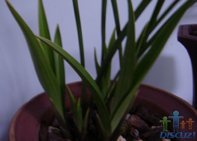 ����Ŀǰ���Ʋ���