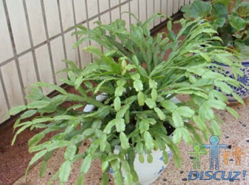 һ������ָ�������ѹ����������ʳ�����