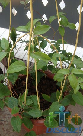 ¶����������һ�������ܸо����鲻�㡣�����۷�֮������ϧ��һ����û��PP���ȵڶ����ɡ�