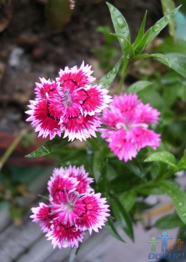 DSCN0452.JPG
