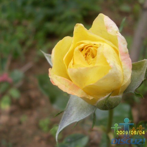 SDC10680.JPG