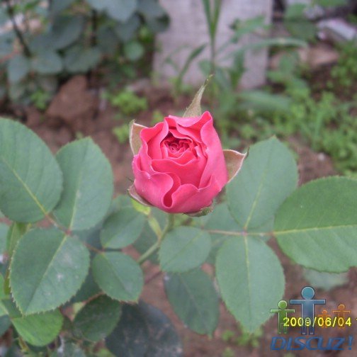 SDC10678.JPG