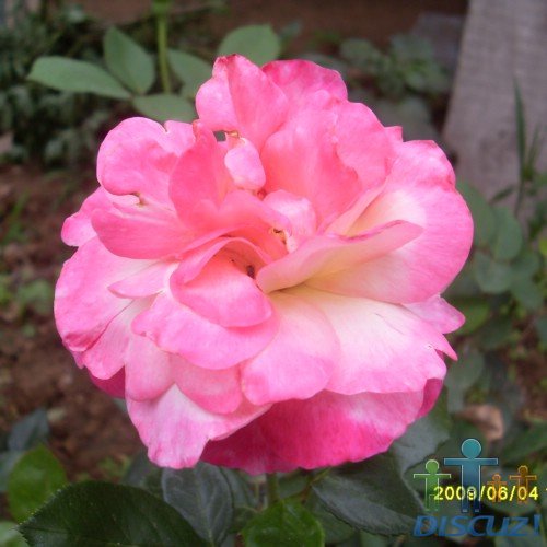 SDC10676.JPG