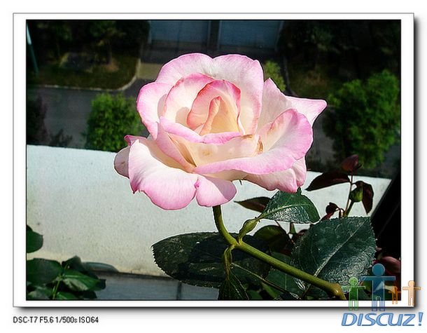 ���ƹ������Ѿ��ǵ��������˻�С��һ�뵥�������࣬��ɫҲ���ˣ����㡡��Ҹ������°�